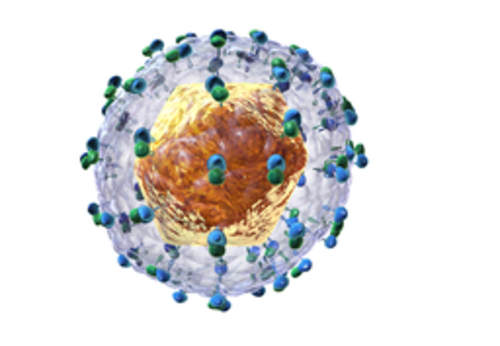 Intrahepatic Hepatitis C Virus in humans